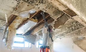 Mold Odor Removal Services in Waterflow, NM